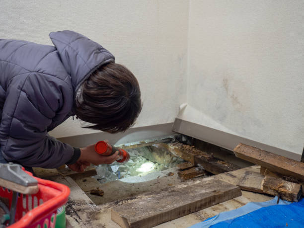Best Industrial Mold Remediation  in Corrales, NM