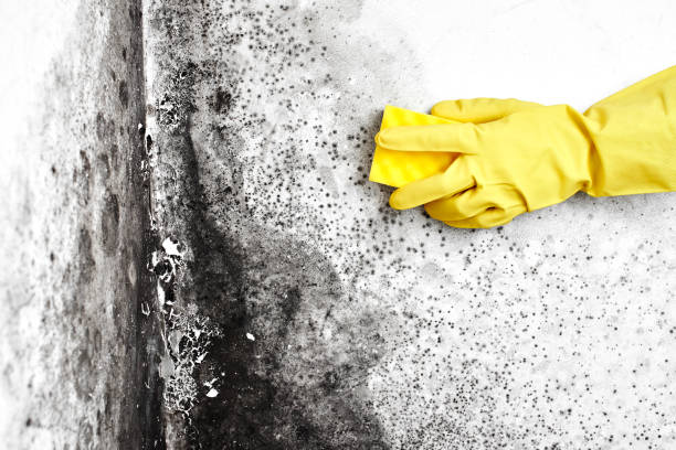 Best Mold Prevention Services  in Corrales, NM